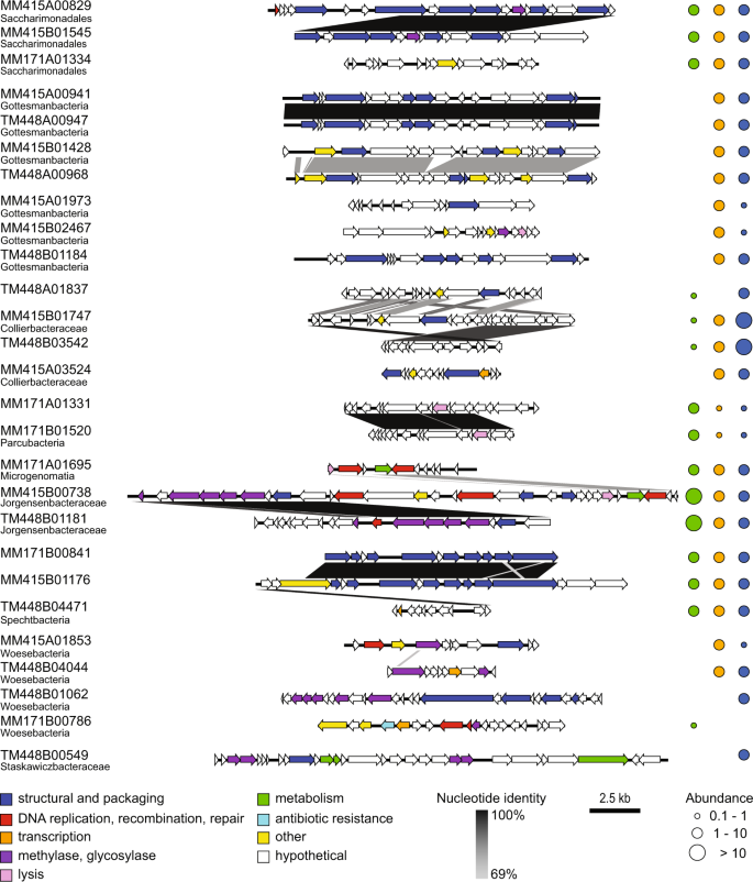 The Fennoscandian Shield deep terrestrial virosphere suggests slow motion  'boom and burst' cycles | Communications Biology