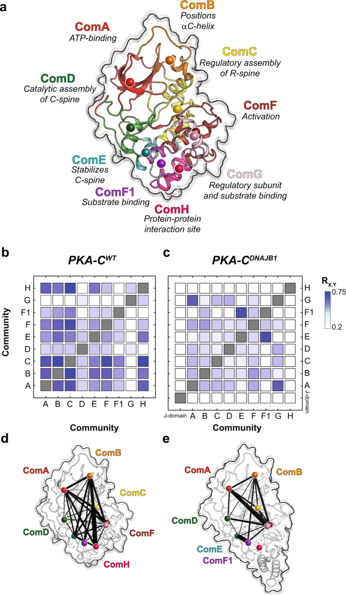 Defective Internal Allosteric Network Imparts Dysfunctional Atp Substrate Binding Cooperativity In Oncogenic Chimera Of Protein Kinase A Communications Biology Defective Internal Allosteric Network Imparts Dysfunctional Atp Substrate Binding Cooperativity In Oncogenic Chimera Of Protein Kinase A Communications Biology