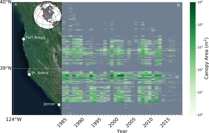 Large-scale shift in the structure of a kelp forest ecosystem co-occurs with an epizootic and marine heatwave