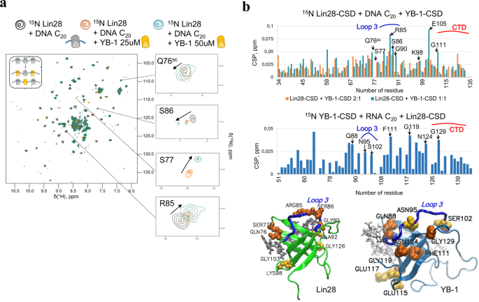 Lin28 A Major Translation Reprogramming Factor Gains Access To Yb 1 Packaged Mrna Through Its Cold Shock Domain Communications Biology