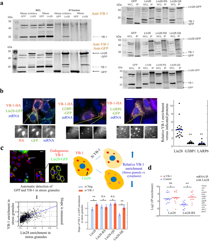 Lin28 A Major Translation Reprogramming Factor Gains Access To Yb 1 Packaged Mrna Through Its Cold Shock Domain Communications Biology