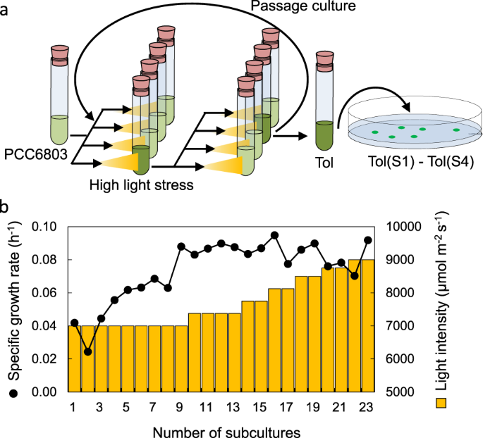 Fig. 2: ALE experiment under high light stress condition.