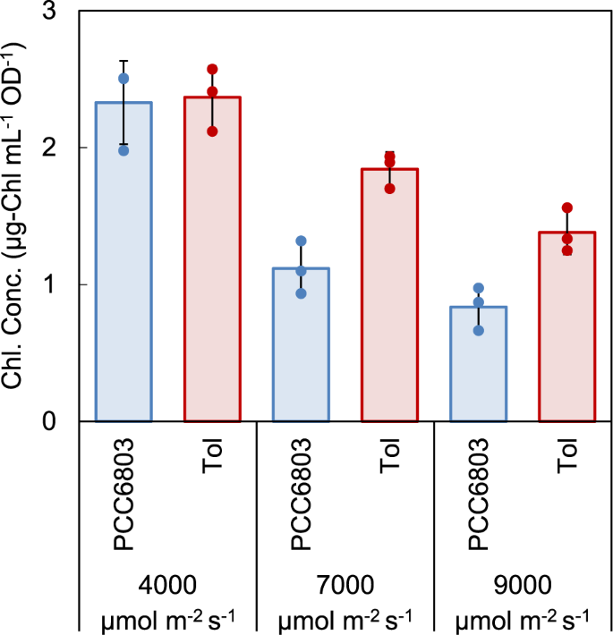 Fig. 3: Chlorophyll content of PCC6803 and Tol strains under different light intensities.