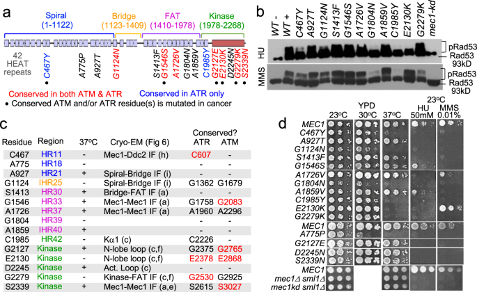 Cancer Genome Datamining And Functional Genetic Analysis Implicate Mechanisms Of Atm Atr Dysfunction Underpinning Carcinogenesis Communications Biology