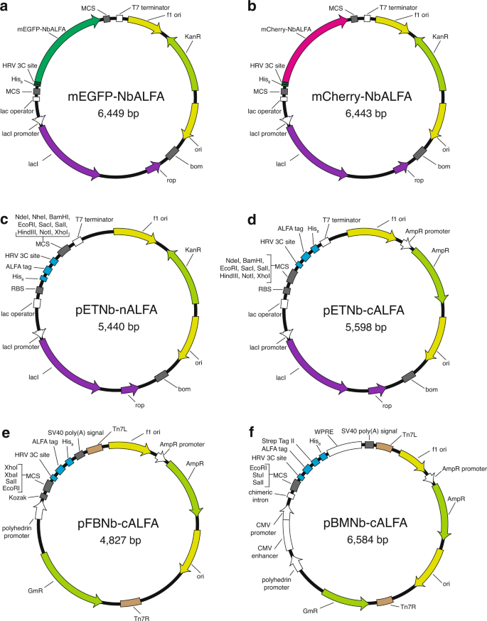 Fluorescence Detection Size Exclusion Chromatography Utilizing Nanobody Technology For Expression Screening Of Membrane Proteins Communications Biology Fluorescence Detection Size Exclusion Chromatography Utilizing Nanobody Technology For Expression Screening Of Membrane Proteins Communications Biology