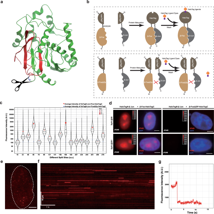 tagbifc technique allows long term single molecule tracking of protein protein interactions in living cells communications biology