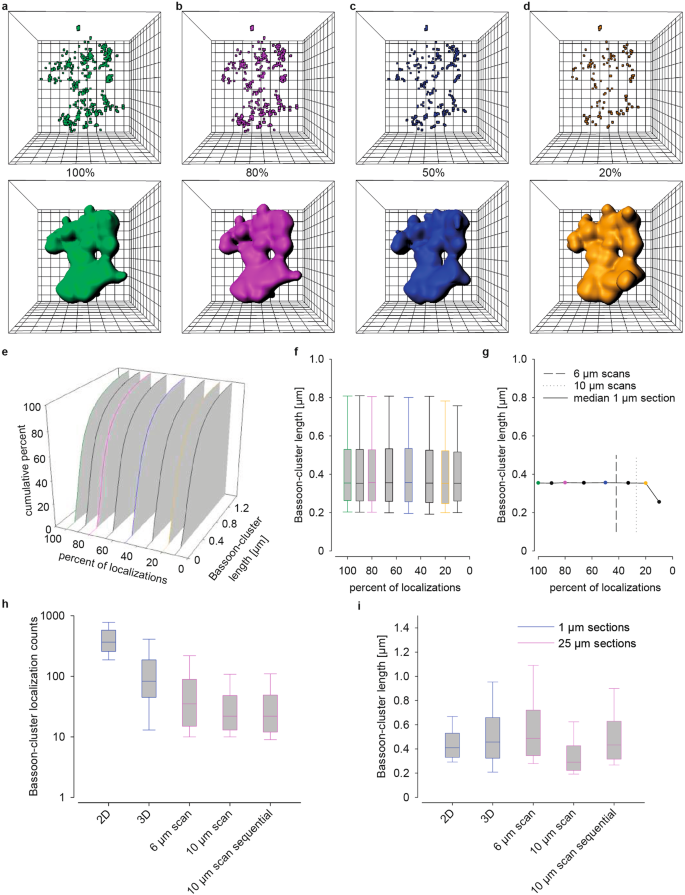 Fig. 6: Comparison of Bassoon cluster counts and length in the mossy fiber tract.
