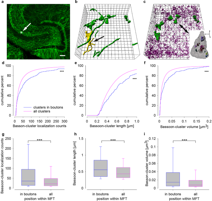 Fig. 7: Sequential en bloc 3D imaging in 25 µm thick tissue slices of mEGFP(Ls1) mice showed largest Bassoon clusters in identified mossy fiber boutons.