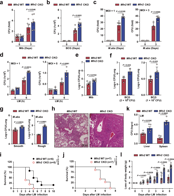 Mitofusin 2 Boosts Innate Immunity Through The Maintenance Of Aerobic Glycolysis And Activation Of Xenophagy In Mice Communications Biology
