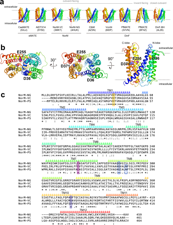 Engineered MATE multidrug transporters reveal two functionally distinct  ion-coupling pathways in NorM from Vibrio cholerae | Communications Biology