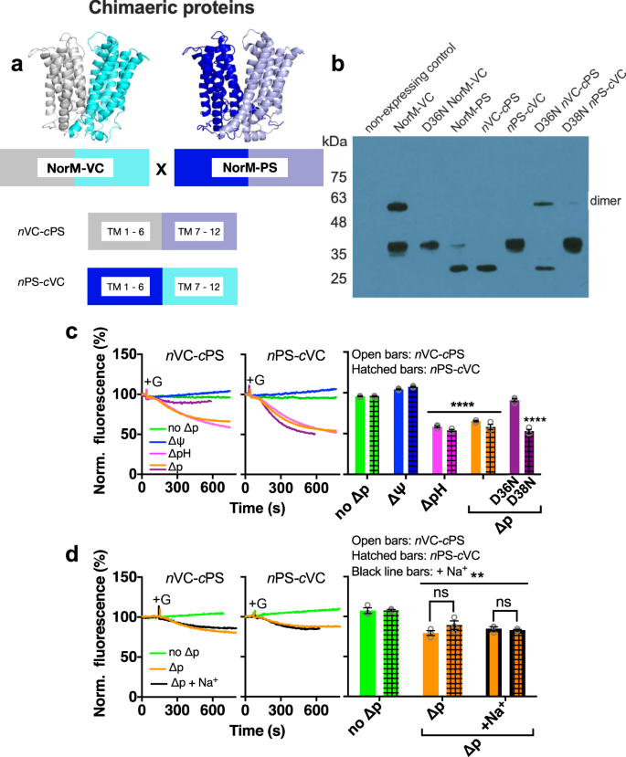 Engineered MATE multidrug transporters reveal two functionally distinct  ion-coupling pathways in NorM from Vibrio cholerae | Communications Biology