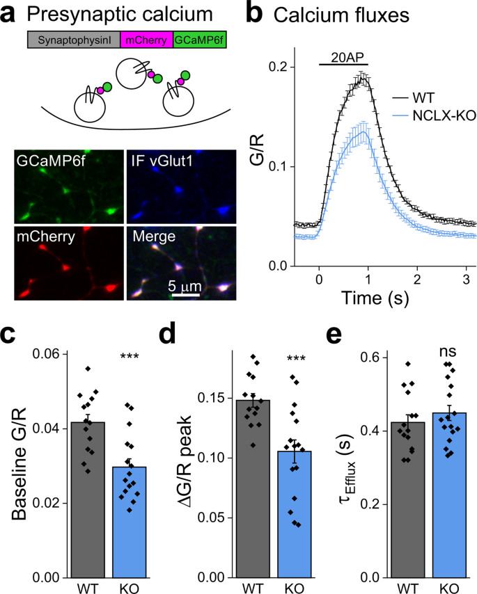 aberrant activity of mitochondrial nclx is linked to impaired synaptic transmission and is associated with mental retardation communications biology