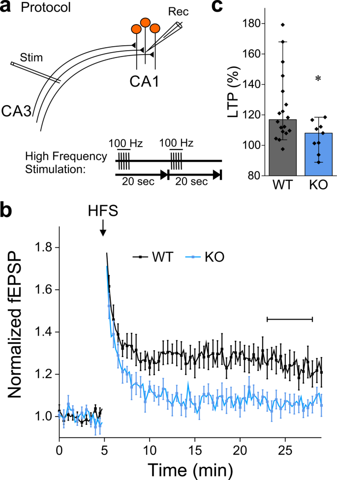 aberrant activity of mitochondrial nclx is linked to impaired synaptic transmission and is associated with mental retardation communications biology