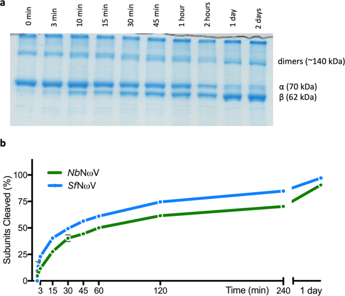 Plant Expressed Virus Like Particles Reveal The Intricate Maturation Process Of A Eukaryotic Virus Communications Biology
