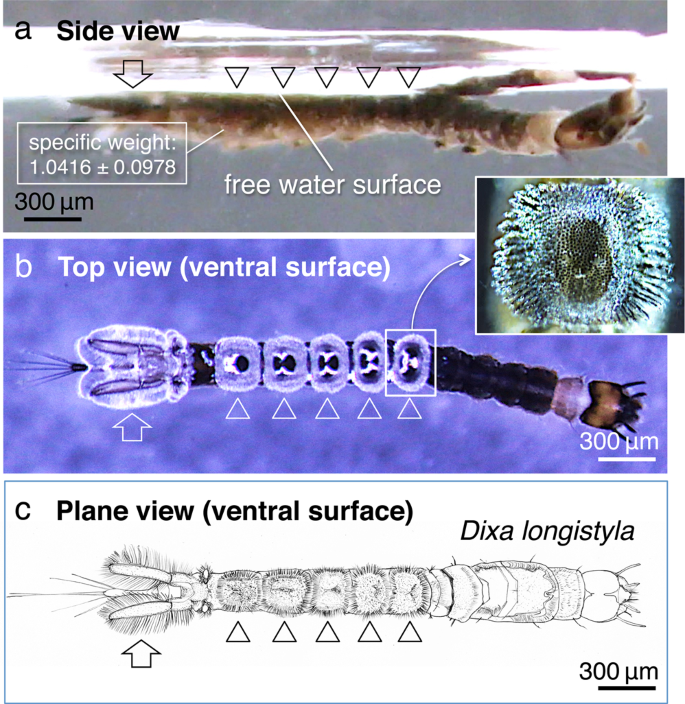 Hydrophobic Hydrophilic Crown Like Structure Enables Aquatic Insects To Reside Effectively Beneath The Water Surface Communications Biology
