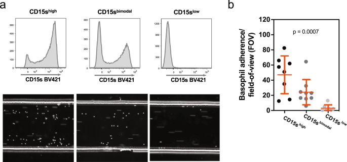 Fig. 2: Rolling of basophils on E-selectin-coated surfaces.