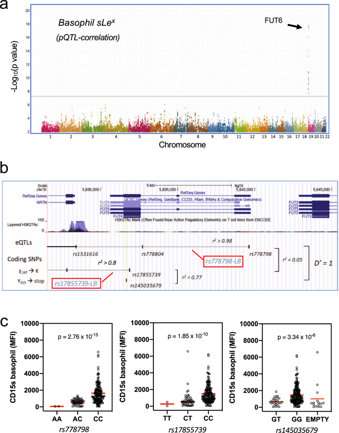 Fig. 4: Genetic control of sLex expression on basophils.