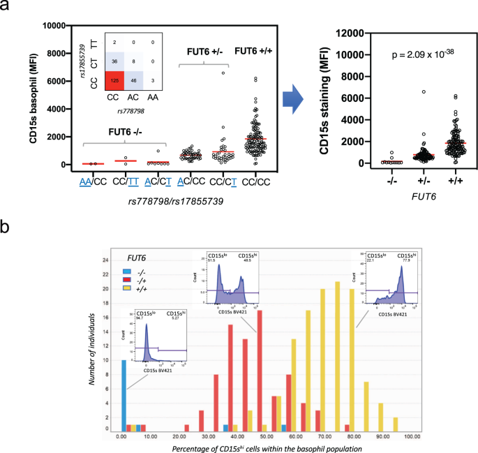 Fig. 5: Association of FUT6 null alleles with the bimodal sLex expression in basophils.