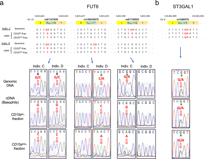Fig. 6: Random monoallelic expression of FUT6.