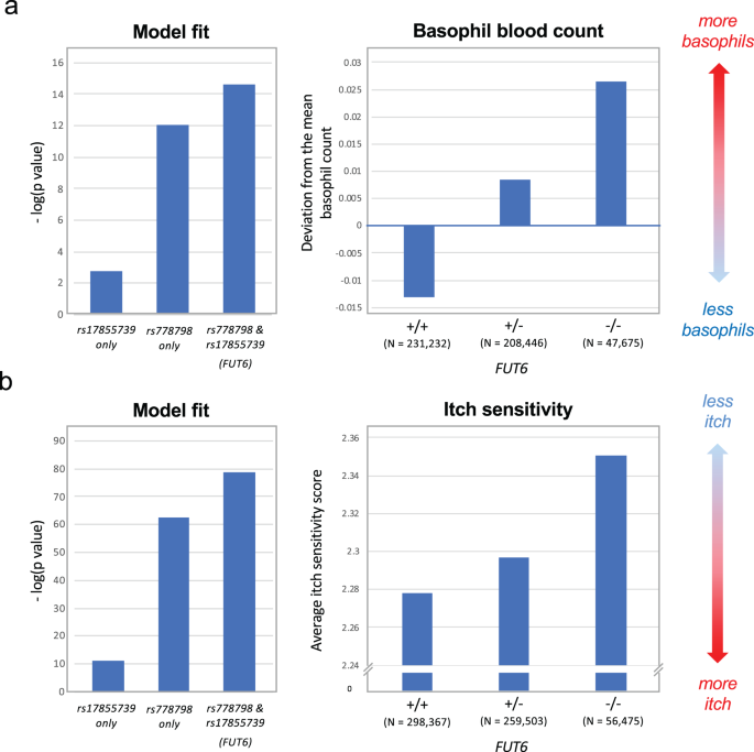 Fig. 7: GWAS data on the association of FUT6 null alleles to blood basophil counts and itch sensitivity.