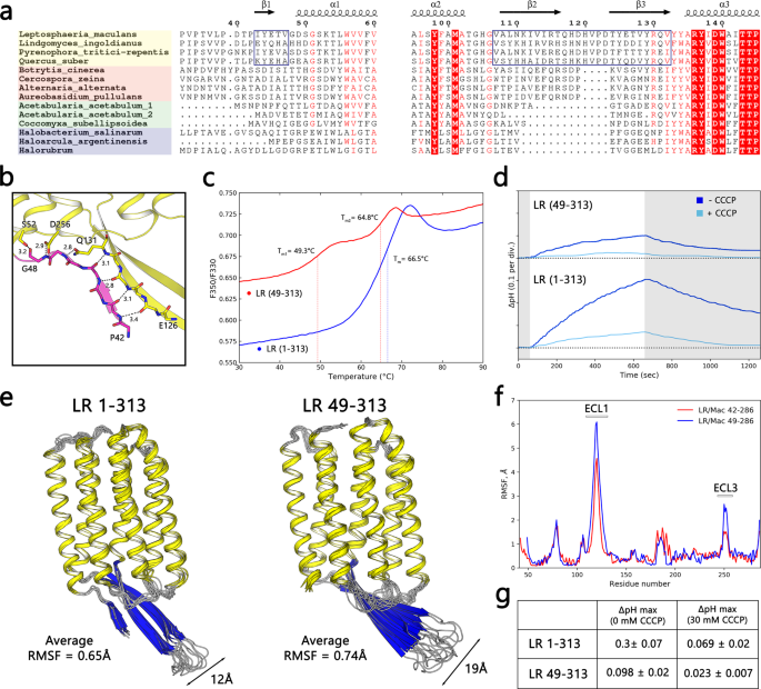 Structure Based Insights Into Evolution Of Rhodopsins Communications Biology Structure Based Insights Into Evolution Of Rhodopsins Communications Biology