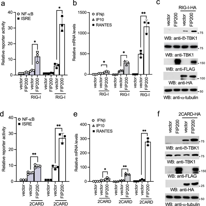 Fig. 2: FIP200 activates type I IFN signaling synergistically with RIG-I.
