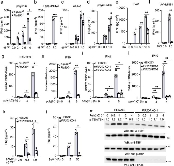 Fig. 3: FIP200 deficiency impairs RIG-I activation in fibroblasts.