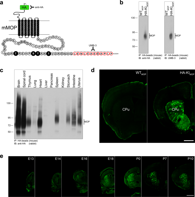 HA-MOP knockin mice express the canonical µ-opioid receptor but lack  detectable splice variants | Communications Biology