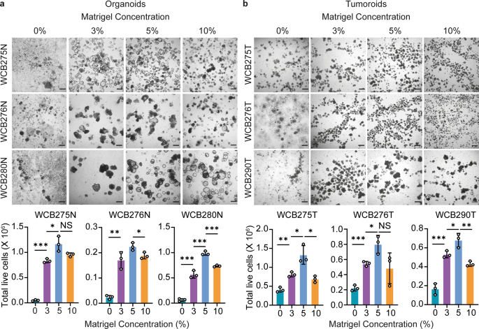 Fig. 1: Low-percentage, low-viscosity Matrigel for suspension culture of patient-derived colorectal organoids and tumoroids.