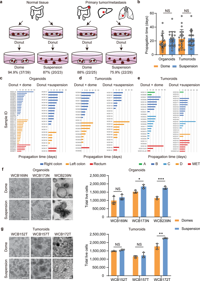 Fig. 2: Propagation of colorectal organoids and tumoroids in low-viscosity matrix suspension culture.