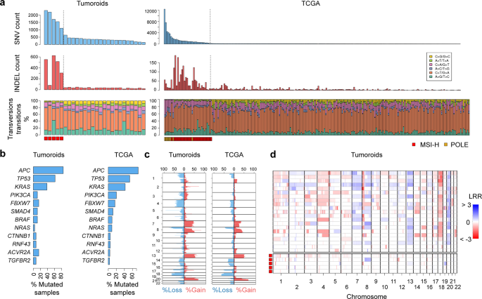 Fig. 5: Global genomic alterations in human colorectal tumoroids.