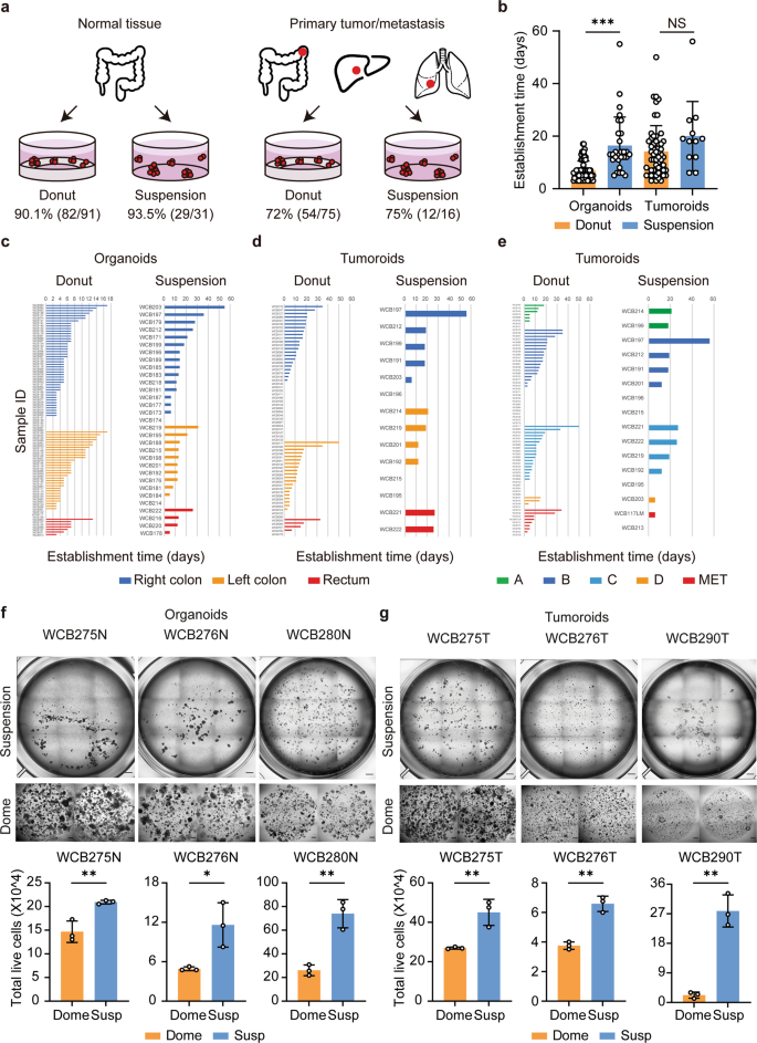 Fig. 6: Establishment of colorectal organoids and tumoroids in low-viscosity matrix suspension culture.