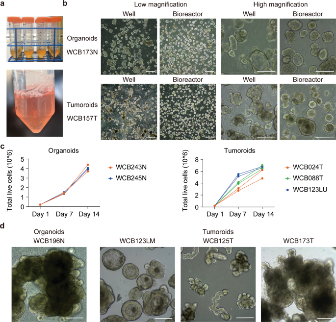 Fig. 7: Scalable expansion of colorectal organoids and tumoroids in bioreactor tubes.