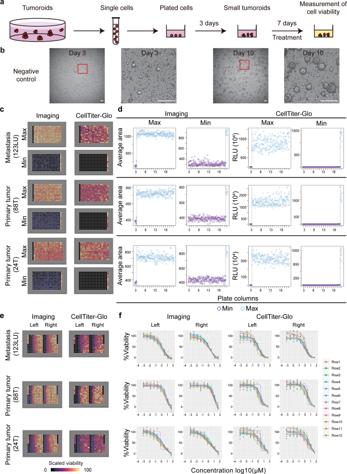 Fig. 8: Plate uniformity of tumoroid viability assays with low-viscosity matrix suspension culture in 384-well format.