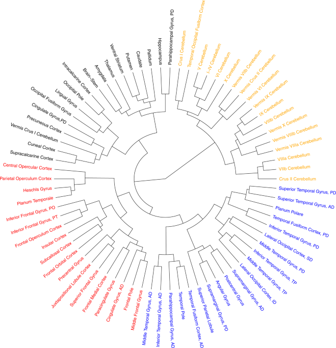 The genetic architecture of the human cerebral cortex