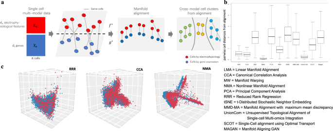 Fig. 1: Manifold learning aligns single-cell multimodal data and reveals nonlinear relationships between cellular transcriptomics and electrophysiology.