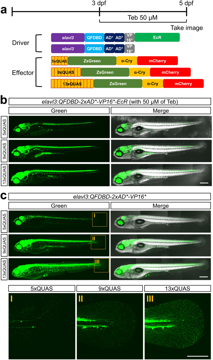 Fig. 5: Tissue-specific activation of IQ-Switch can be attained by using a discrete cell-type-specific promoter.