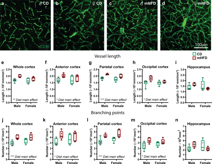 Fig. 1: mHFD promotes increased length and number of branching of cortical blood vessels in P30 offspring.