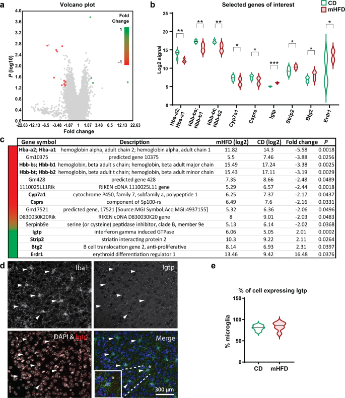 Fig. 4: RNA microarray reveals differential expression of 15 genes in the cortex of P30 offspring exposed to mHFD, regardless of their sex.