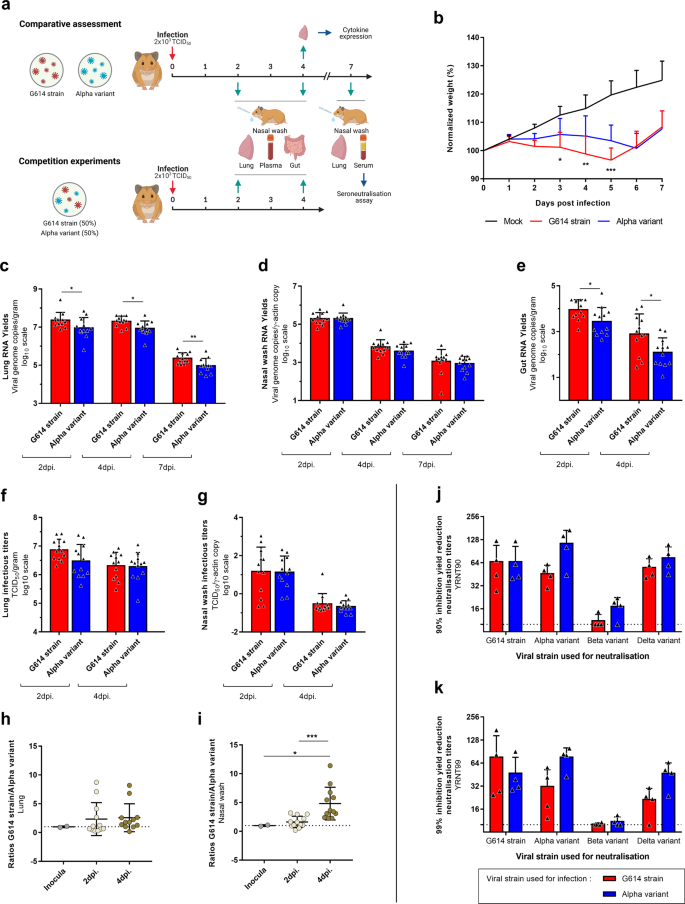 Fig. 1: Clinical follow-up, viral replication in Syrian hamsters and seroneutralization tests.