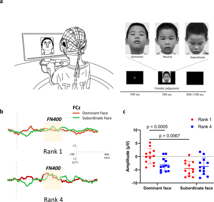 Fig. 7: Children with a higher rank were more capable of processing dominant faces.