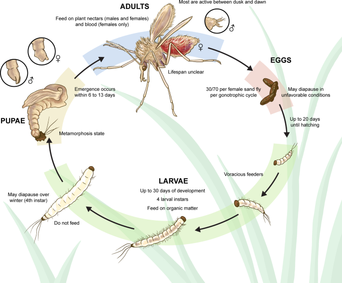 Sand flies: Basic information on the vectors of leishmaniasis and their  interactions with Leishmania parasites