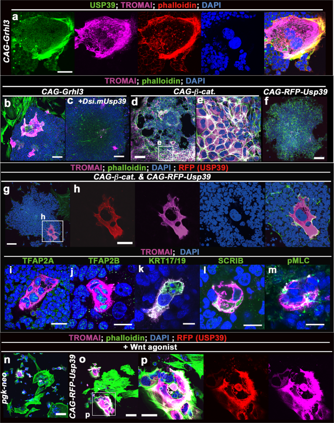 Fig. 3: USP39 promotes formation of LM-epidermal cells by activating non-canonical Wnt signaling.