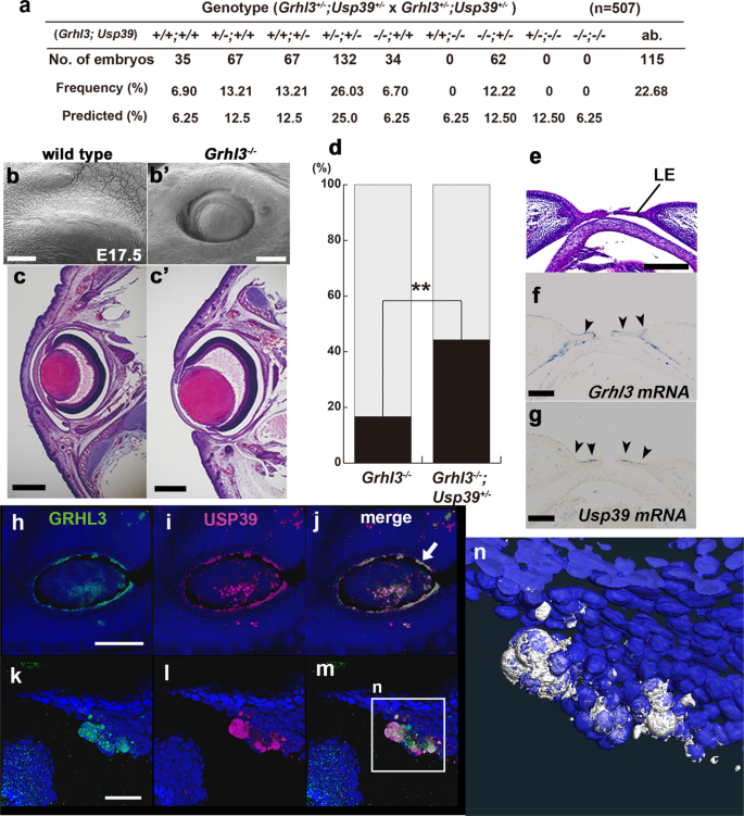 Fig. 7: Usp39 genetically interacts with Grhl3 in epithelial morphogenesis during eyelid closure.