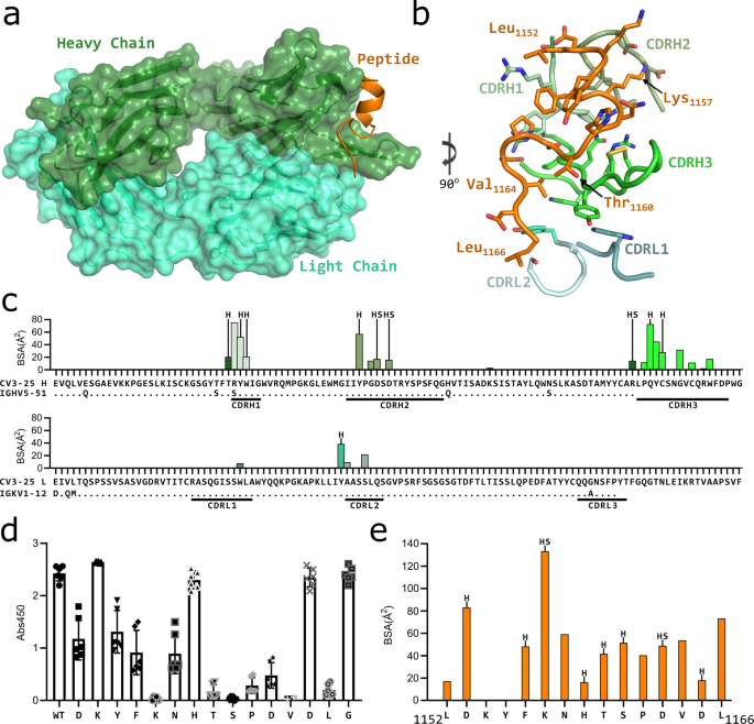 Fig. 3: Structure of CV3-25 Fab bound to stem helix peptide.