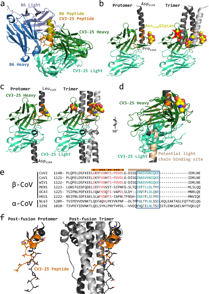 Fig. 4: Structural basis for broad CoV recognition by CV3-25.