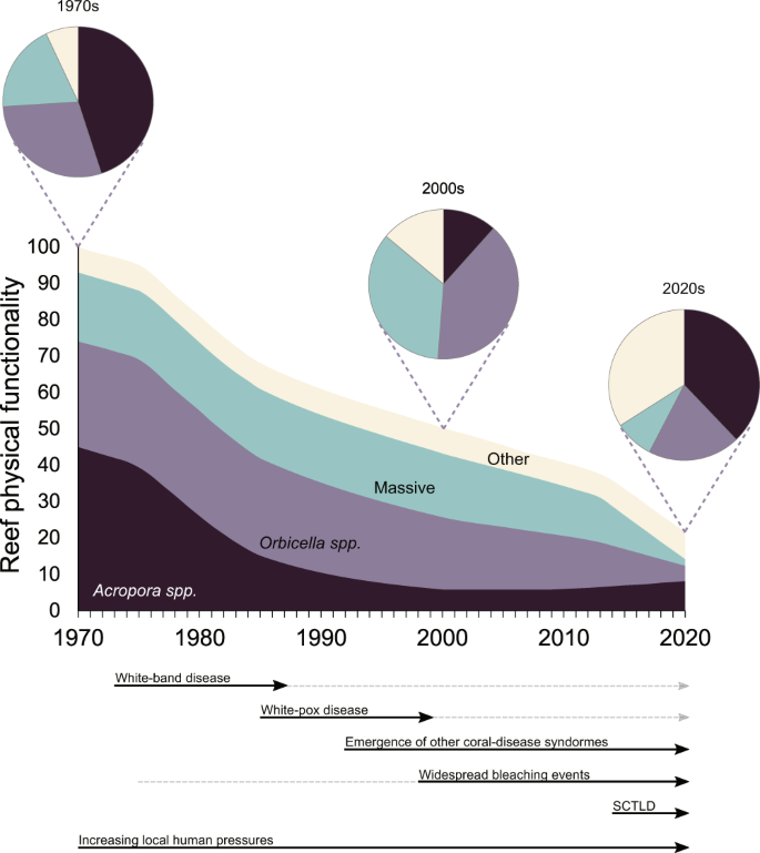 Fig. 5: Conceptual diagram of the long-term trajectory of the physical functionality of Caribbean reefs based on published temporal trends (Table S4) and the recent impacts of stony coral tissue loss disease (SCTLD).