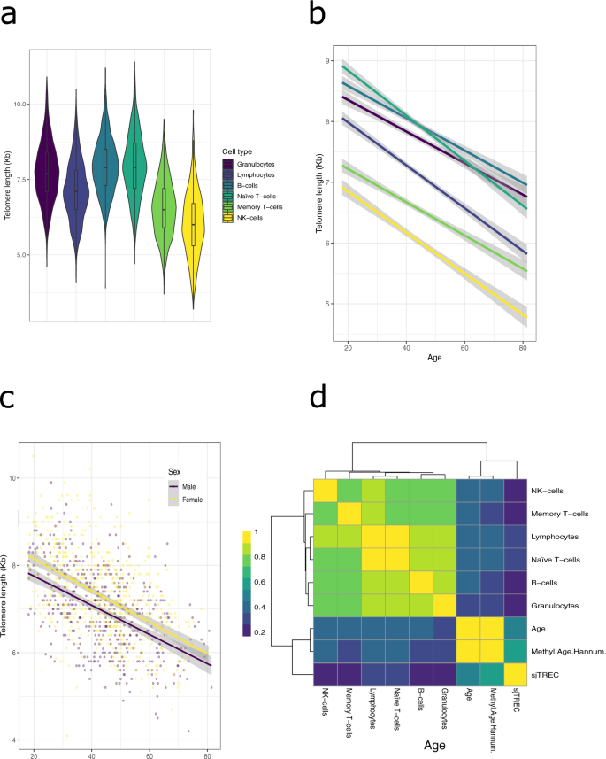 Fig. 1: Telomere measurements in six blood cell types.