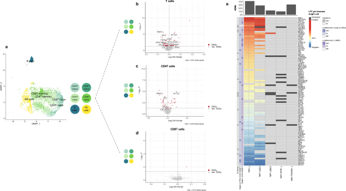 Fig. 4: Differential gene expression changes with telomere length across cell types.