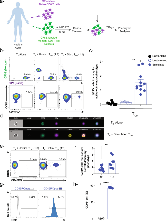 Activated-memory T cells influence naïve T cell fate: a noncytotoxic  function of human CD8 T cells | Communications Biology